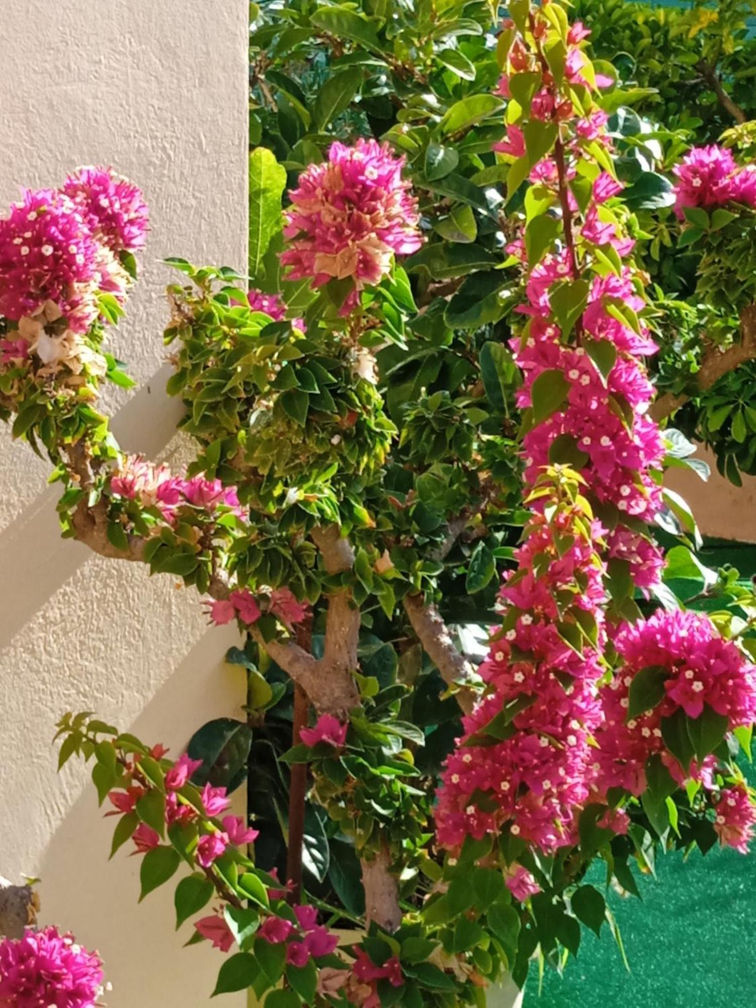 Ilona Apartments Chania カト・ダラトソ 部屋 写真